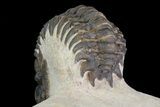 Crotalocephalina Trilobite - Foum Zguid, Morocco #69609-3